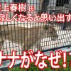 【動画あり】ライオン「ナナ」を大井沙耶香さんに案内...小諸市動物園
